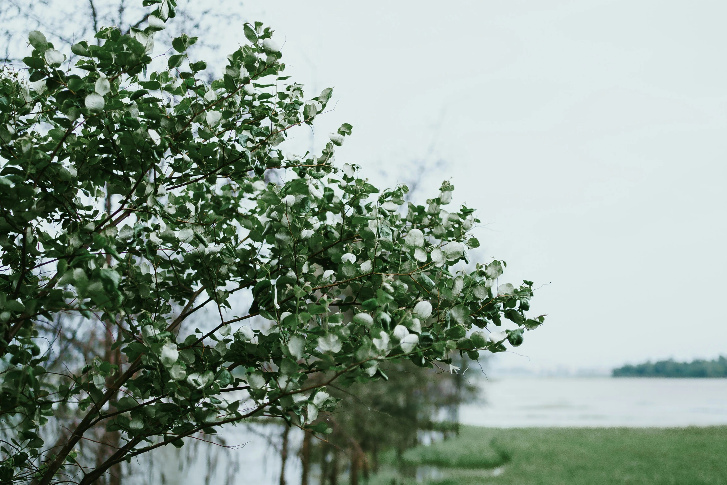 a lonely tree with the lake in the background