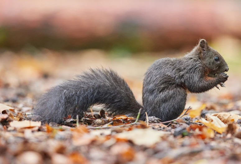 a squirrel laying on the ground eating soing