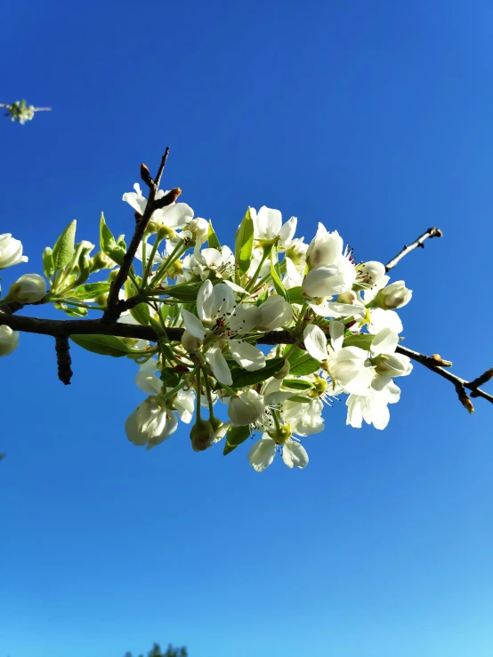 white flowers in bloom in an open area with a clear blue sky