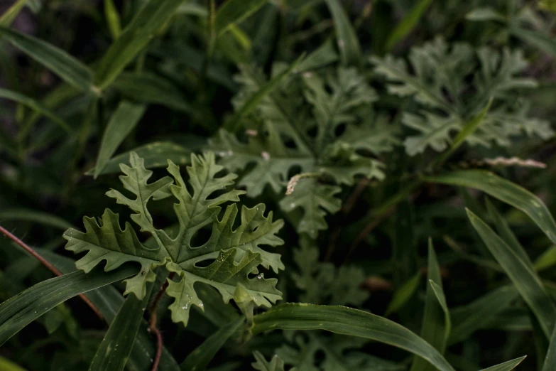 leaves are shown in the background while another nch grows in the foreground