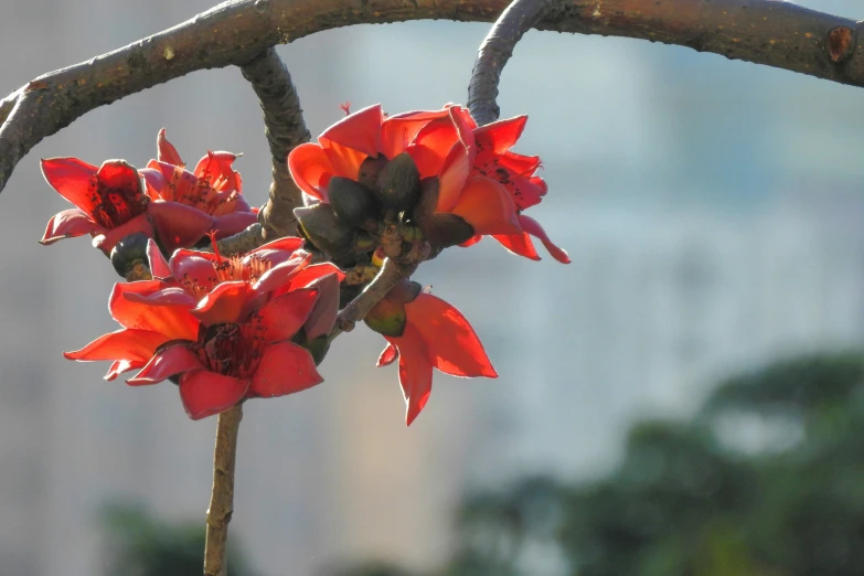 small red flowers growing on the nches of a tree