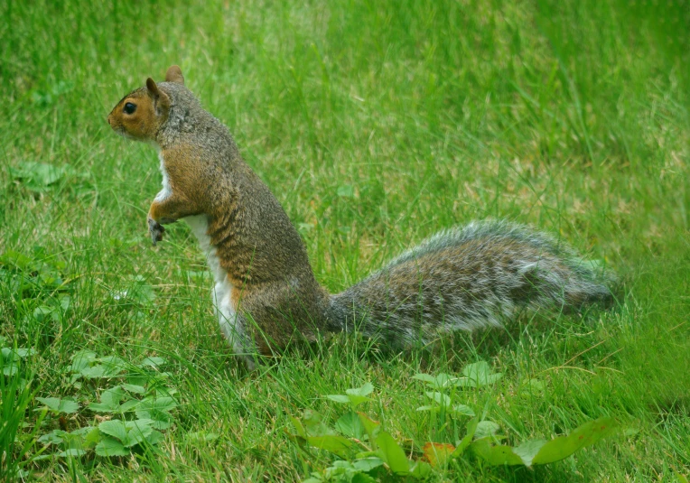 a squirrel in the grass looking to its left