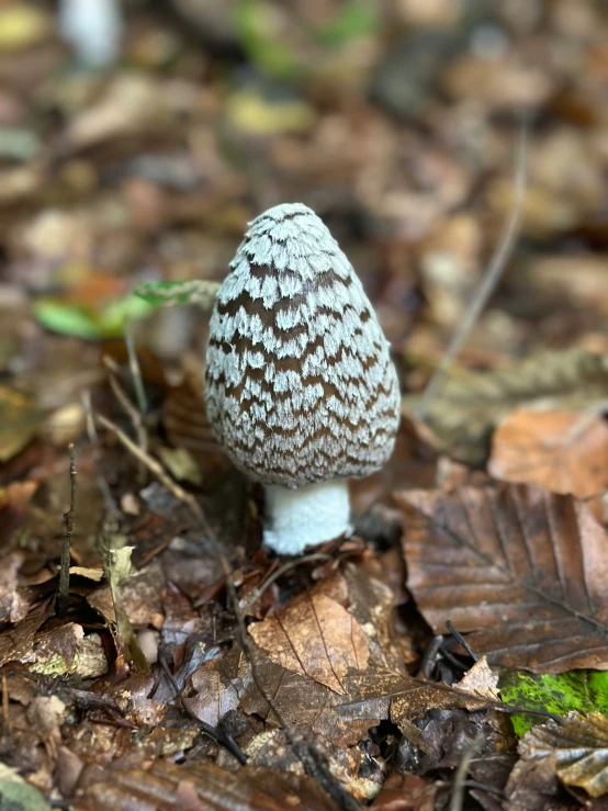 there is a small, white mushroom growing out of the ground