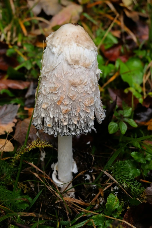 a white mushroom with many drops of rain on it