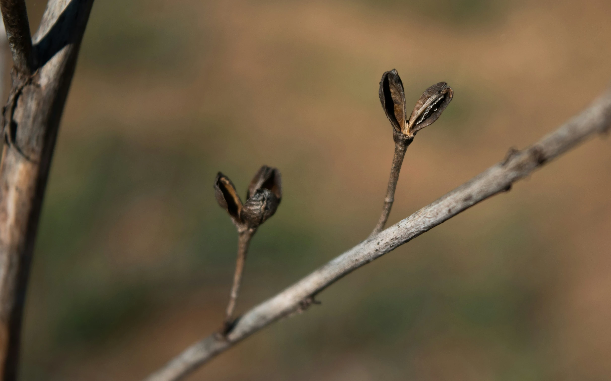 a twig hanging upside down on a tree nch