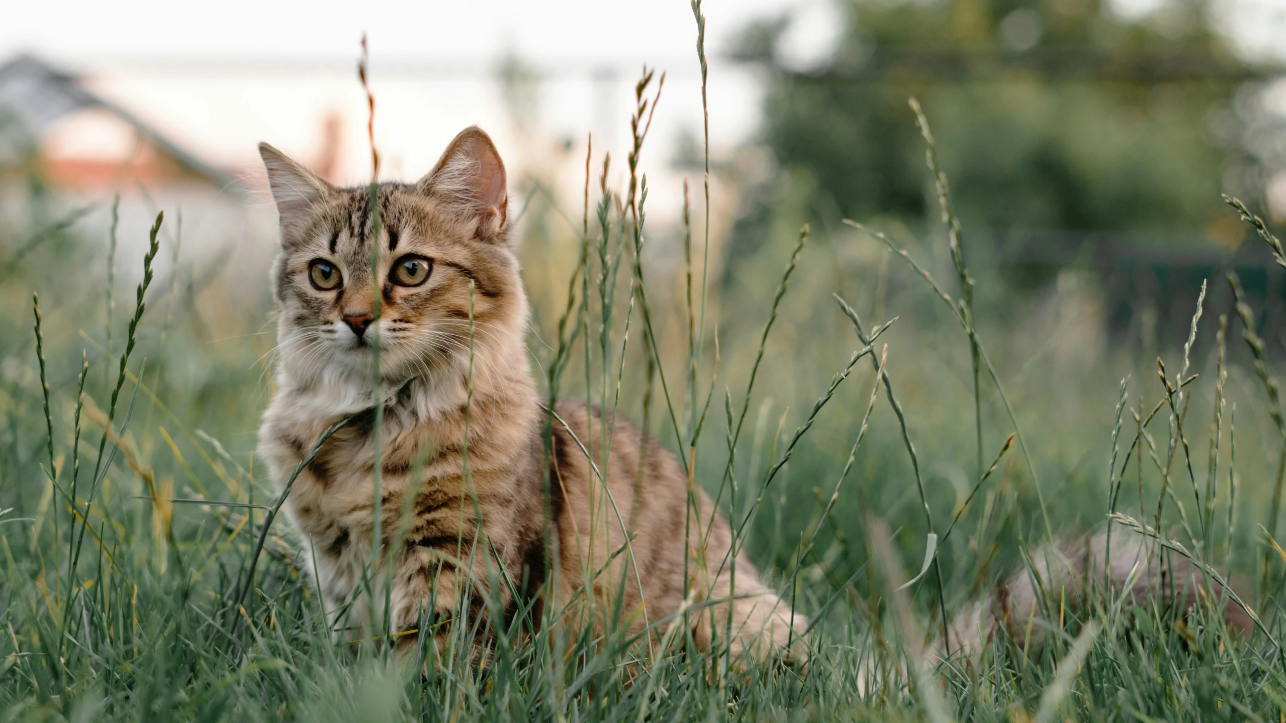 a small tabby cat is in tall grass