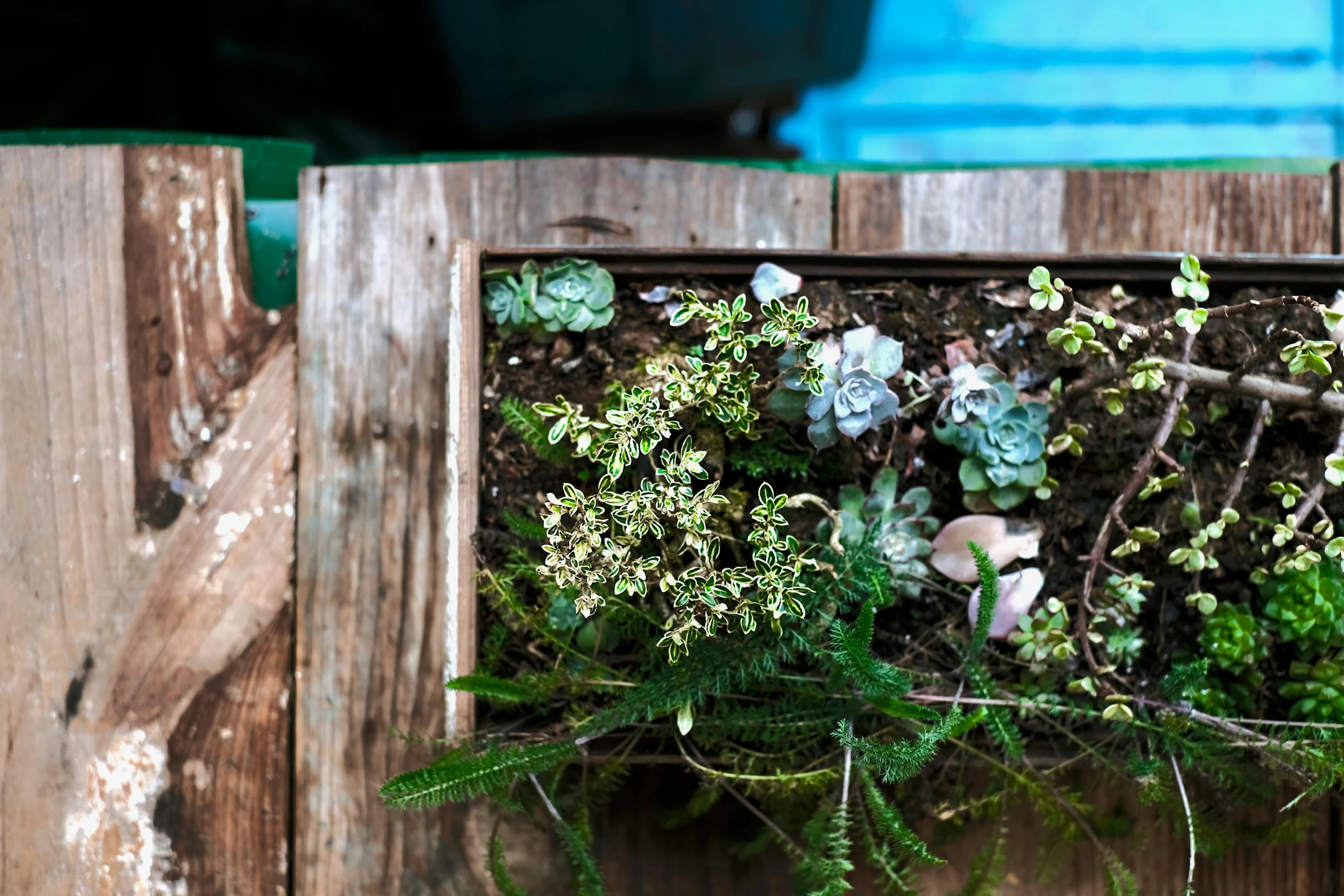 a window frame filled with assorted greenery and plants