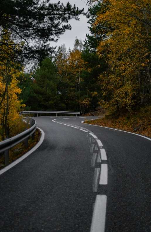 an asphalt road passing through the woods on a rainy day