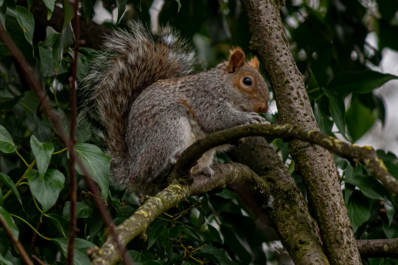 a squirrel in the middle of a tree