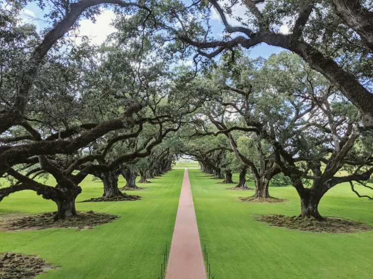 there is an oak grove in the park