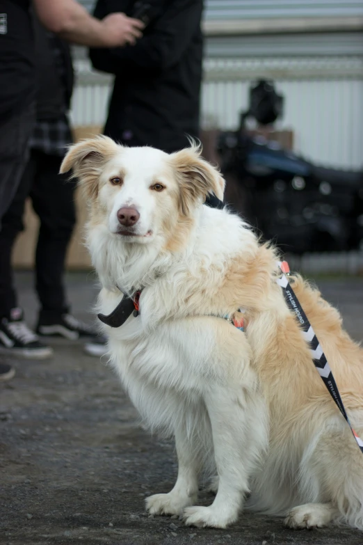 a dog that is standing up on the ground