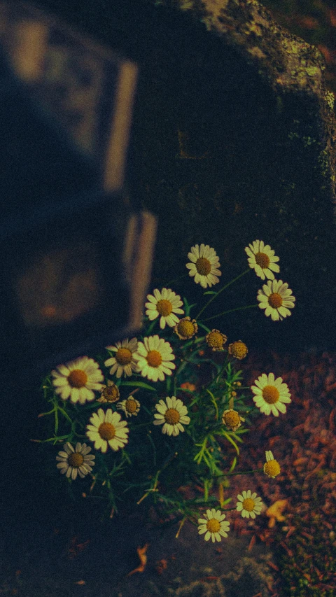 flowers growing in the sunlight on a dark night