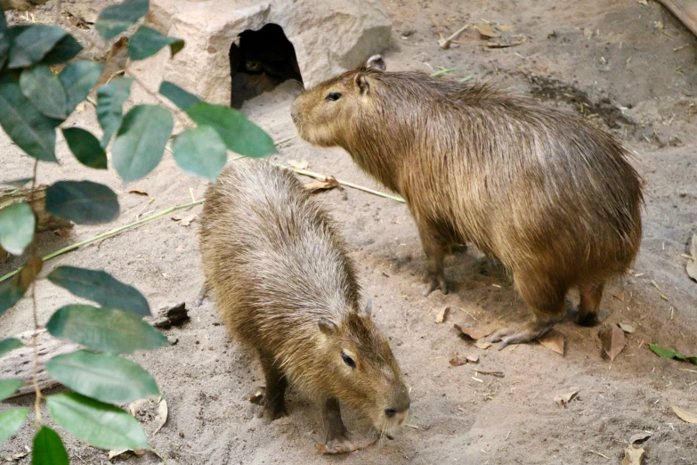 two baby capybaras standing on the ground in an enclosure