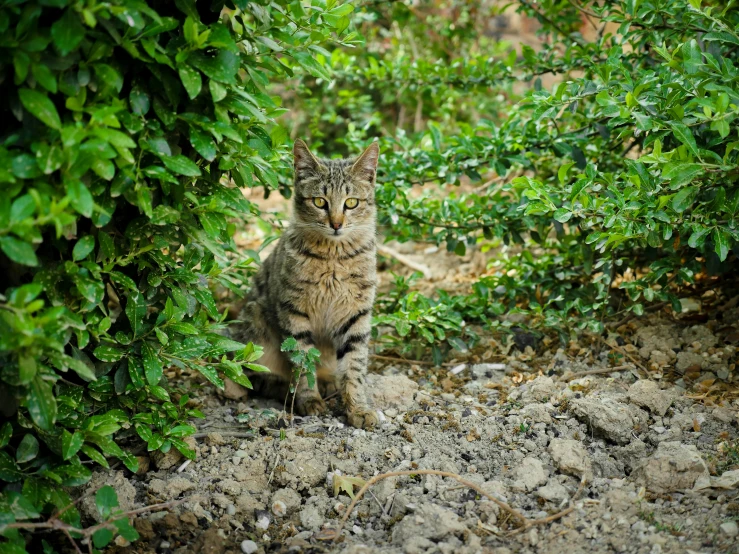 cat looking through a green bush while standing in the dirt
