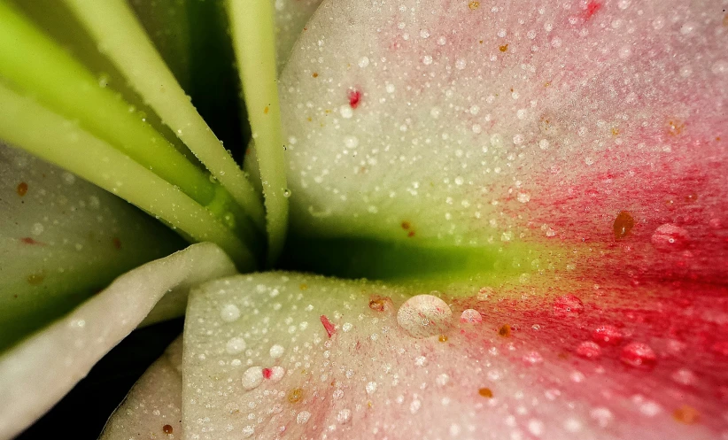 a close - up po of the center of a flower