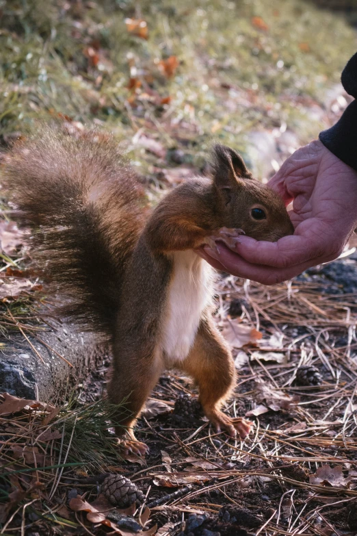 a person holding a piece of food next to a squirrel