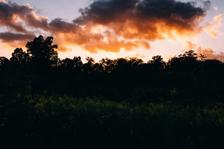 the silhouette of a forest at dusk with pink, yellow and orange clouds