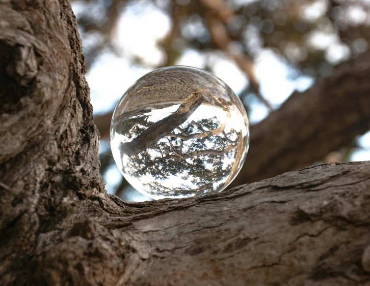 there is a glass ball sitting on top of a tree nch