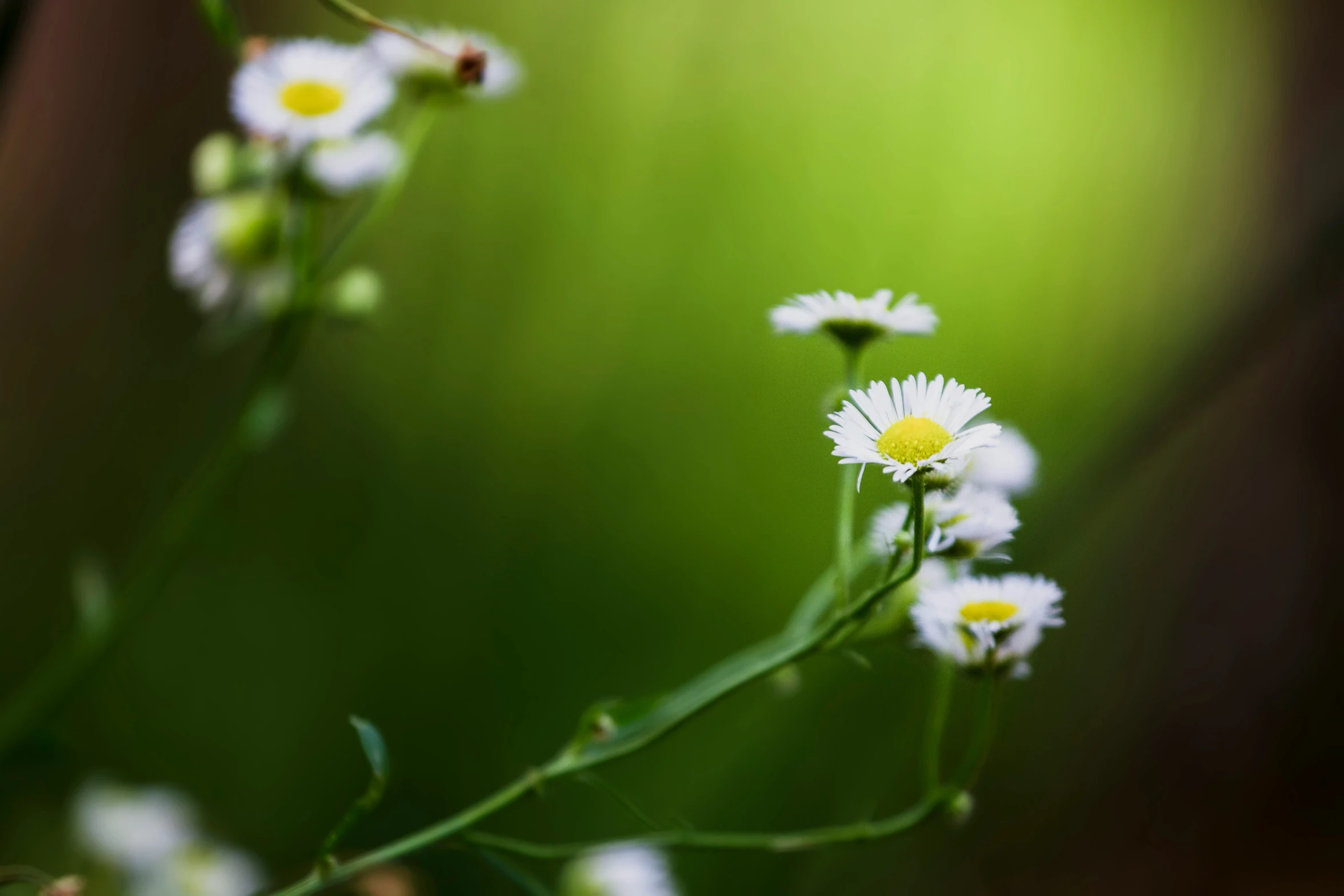 some white flowers on a green plant with yellow centers