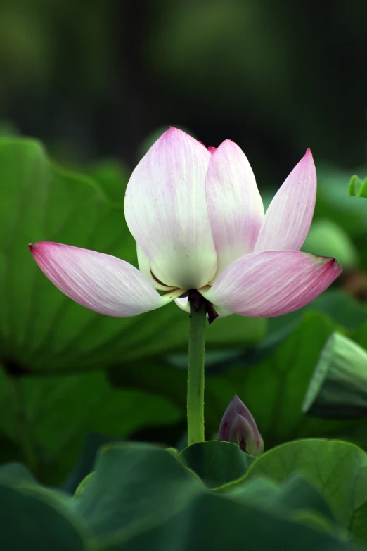 a small flower is blooming on the large green leaves