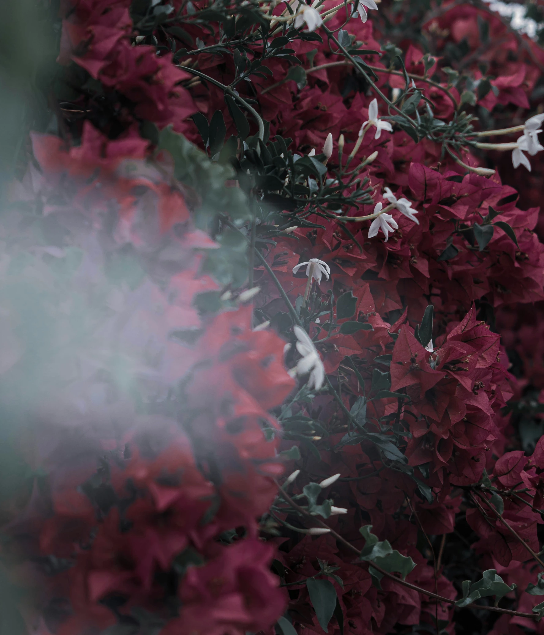 red flowers against a white sky with mist rising from behind them