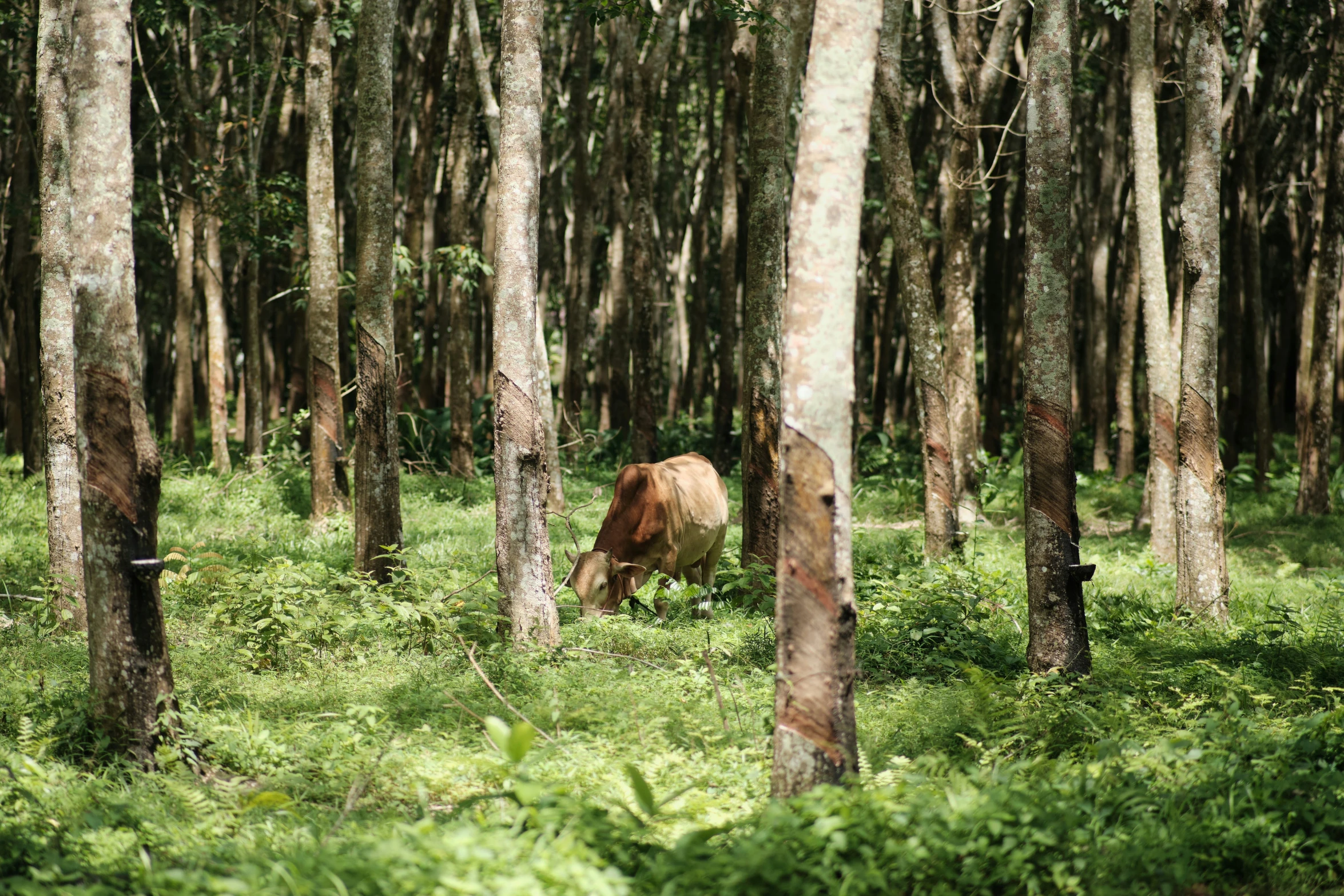 a horse in a wooded area eating grass