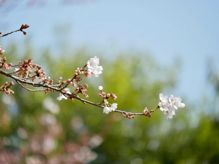 this is an image of some white flowers