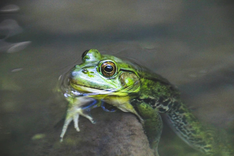 a green frog is sitting on a rock