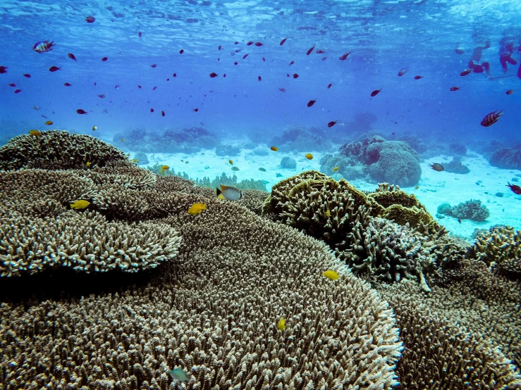 a coral reef with school of fish