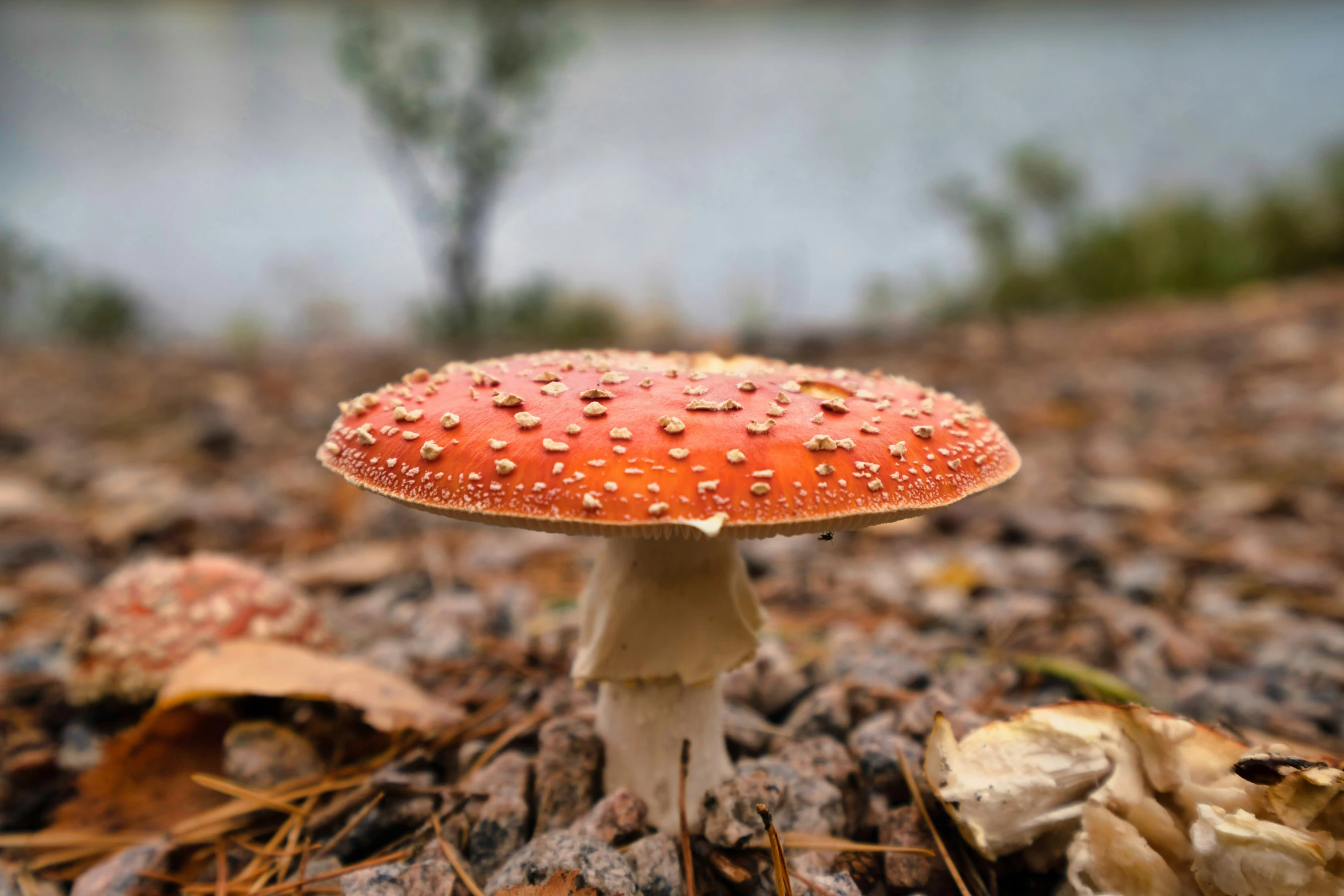 a red mushroom with tiny splotters on it in the middle of some grass