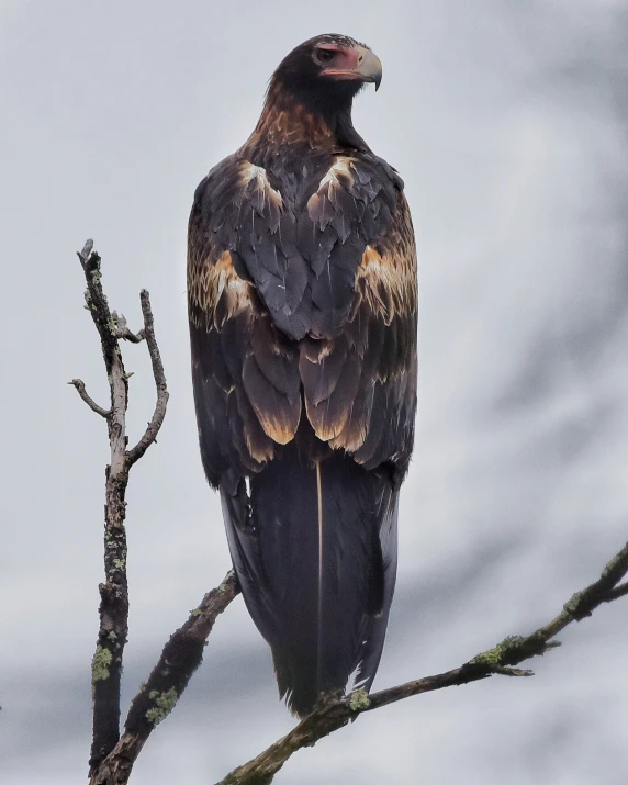 a large bird perched on top of a tree nch