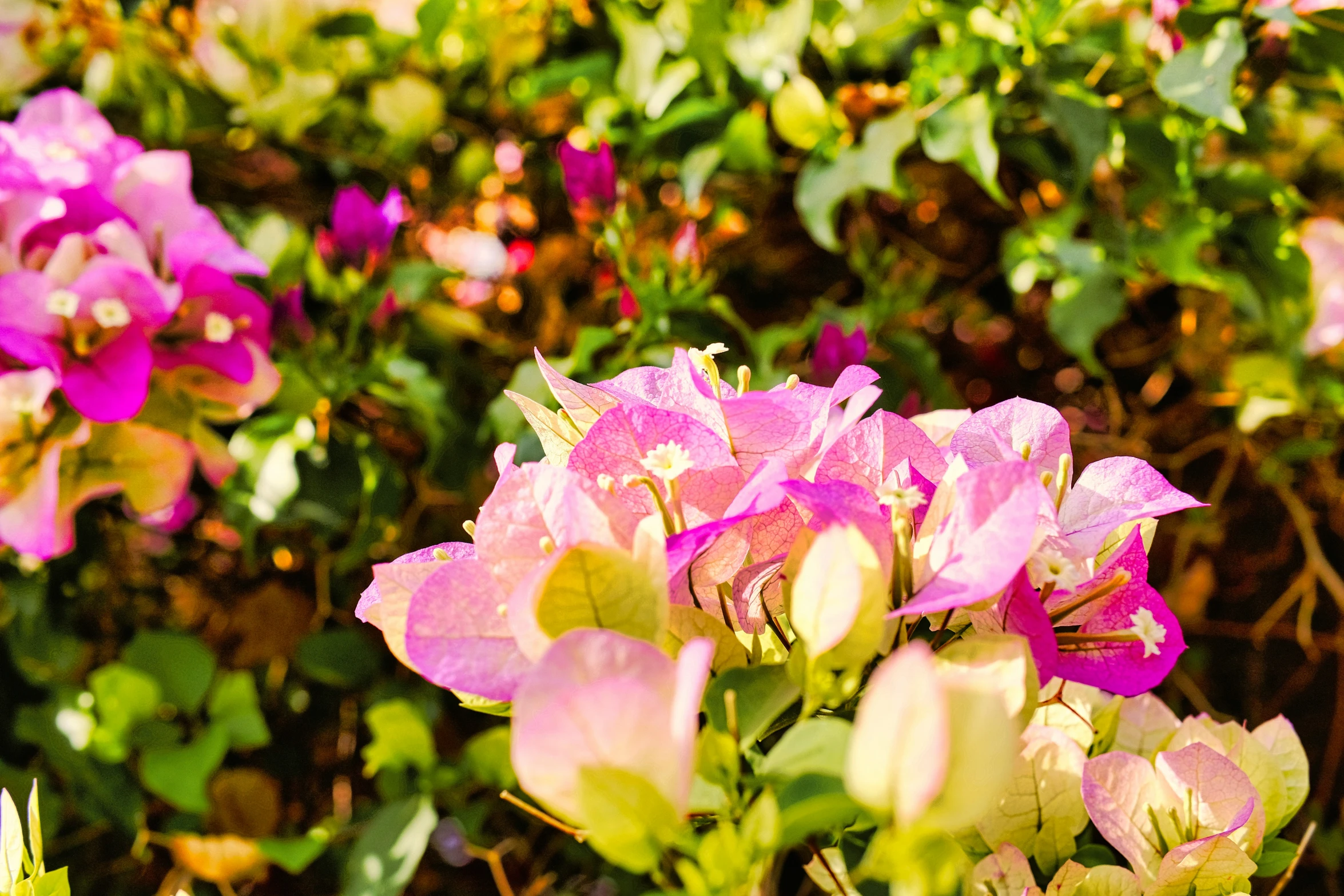 a bush with several purple flowers and green leaves