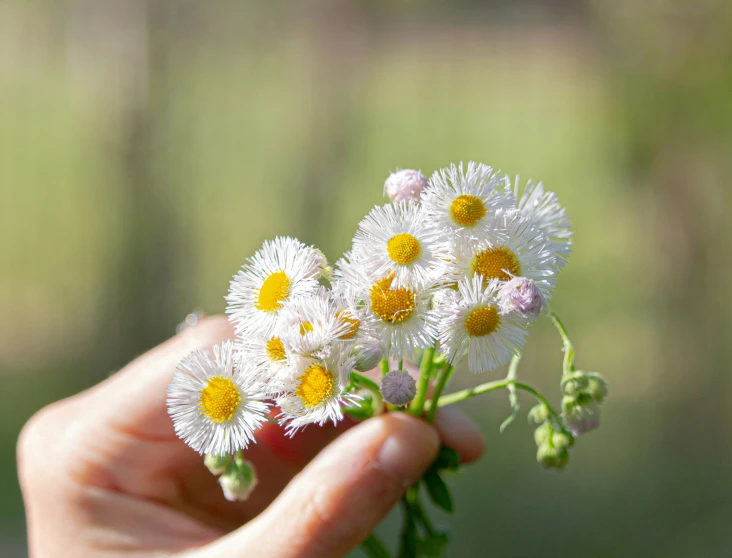 a person holding a bunch of flowers in their hand