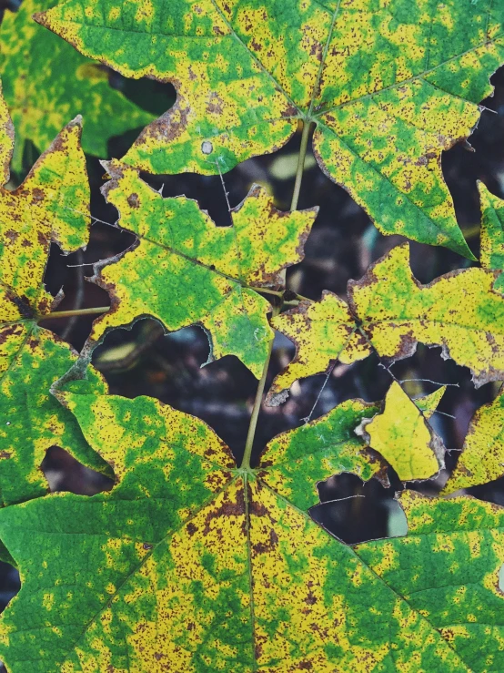 the green and yellow leaves of an african plant