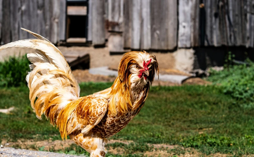 a close up of a rooster on the grass