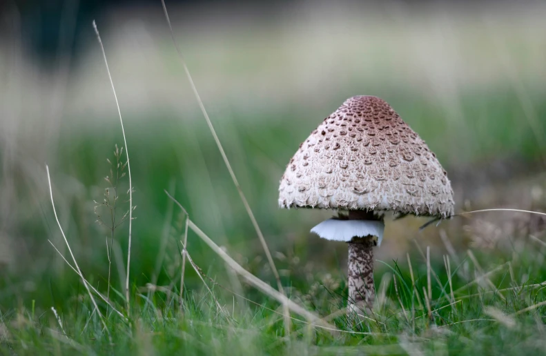 a mushroom sitting in the grass on the ground