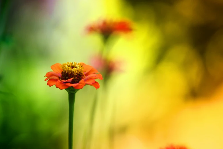 some very pretty looking flowers in a blurry po