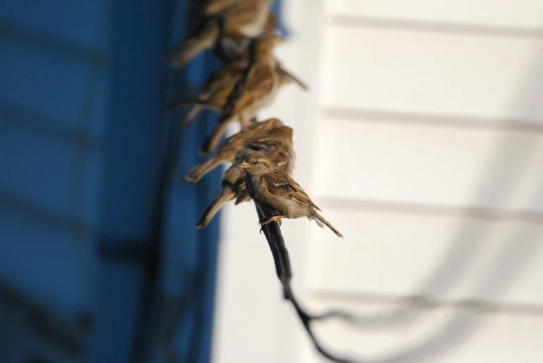 small bird that is hanging from a nch