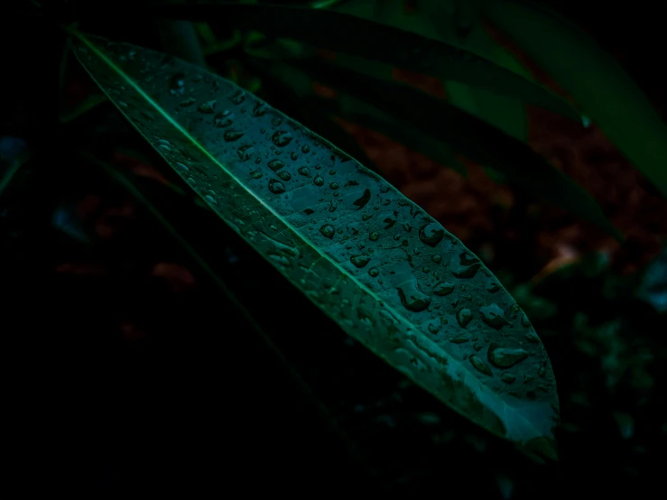 a green leaf with drops of rain at night