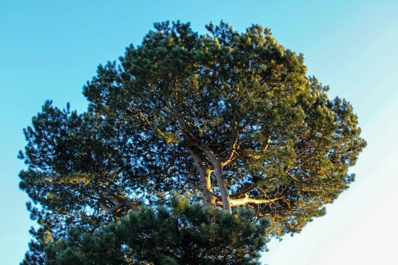 a lone bird sitting on top of a tall green tree