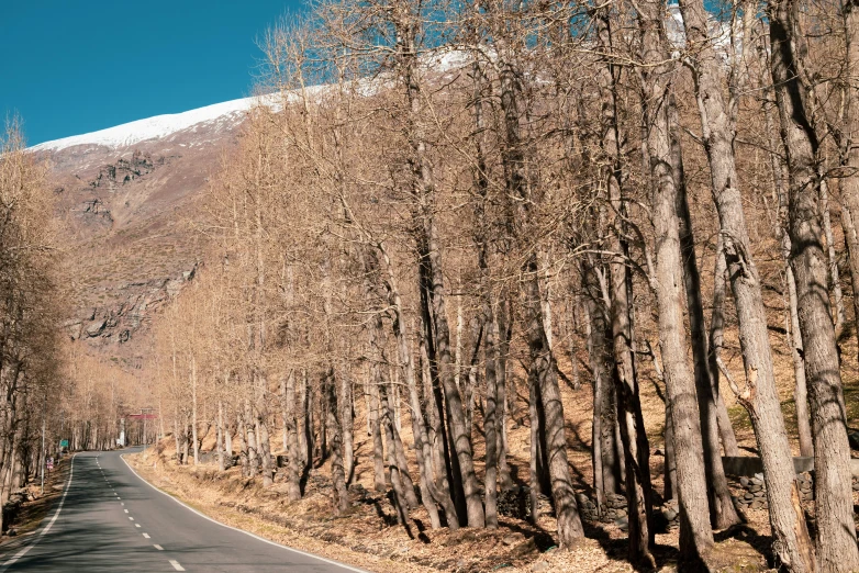 the road is next to a mountain and there are tall trees on both sides