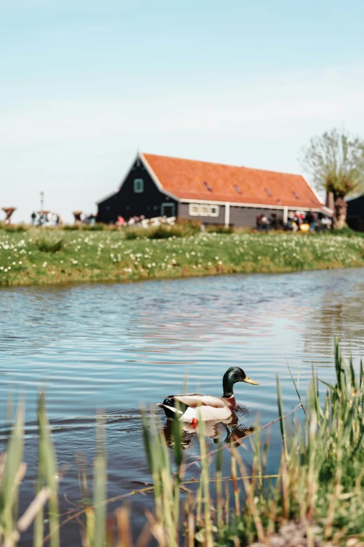 a duck floats in the water and near the grass