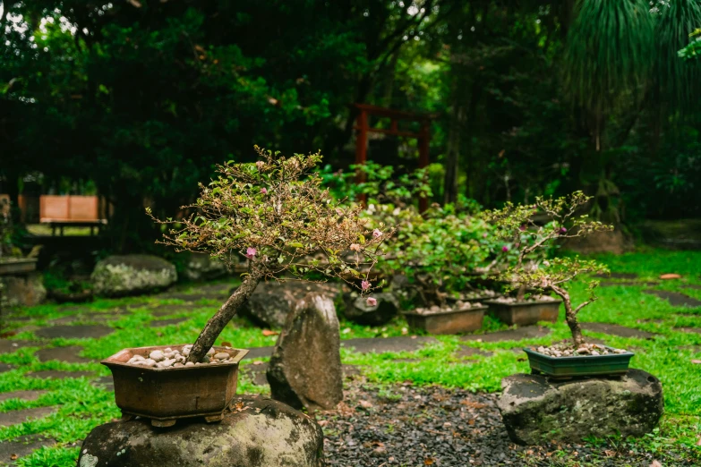 a bonsai tree in the shape of a potted bush