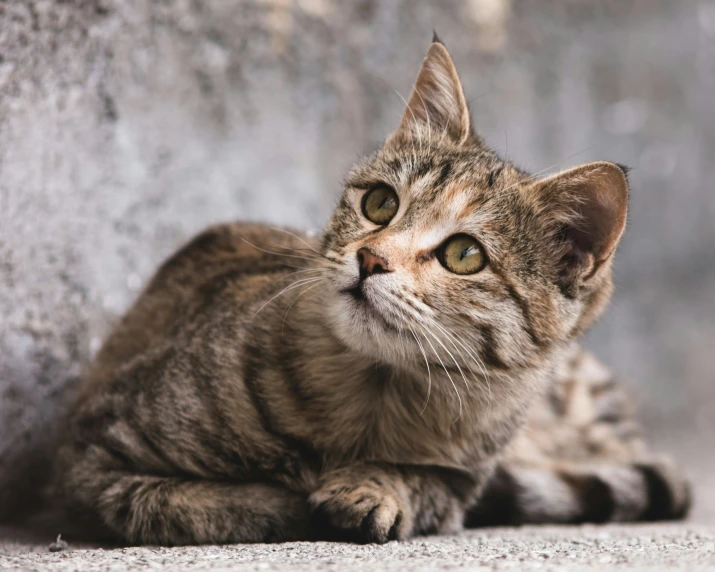 a tabby cat sitting up against a wall