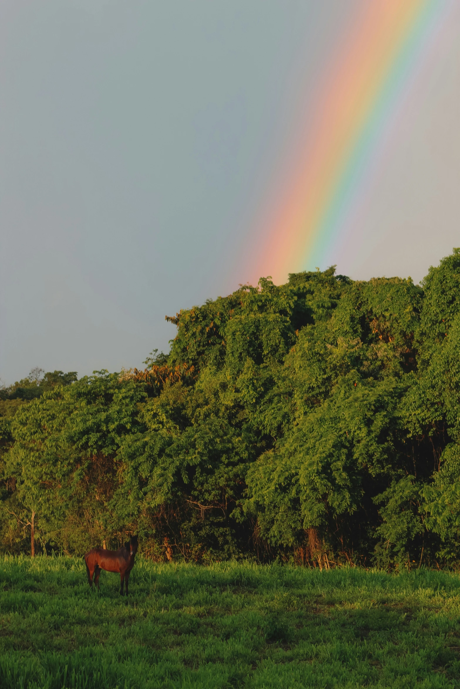 a rainbow is in the distance in front of a field