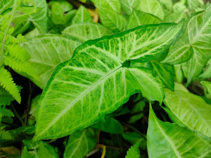 some green leaves and brown nches next to the leaves