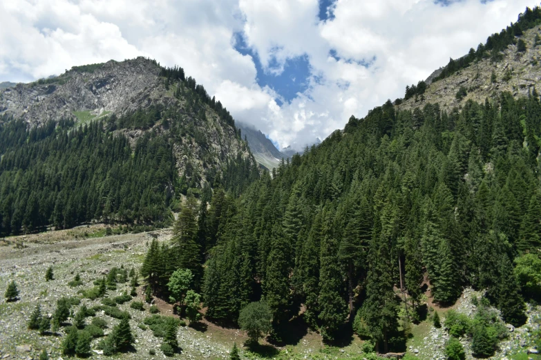 a view of a mountain area and the surrounding forest