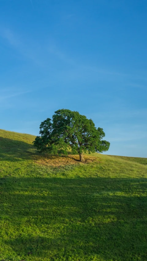 a tree sits in a green field near a hill