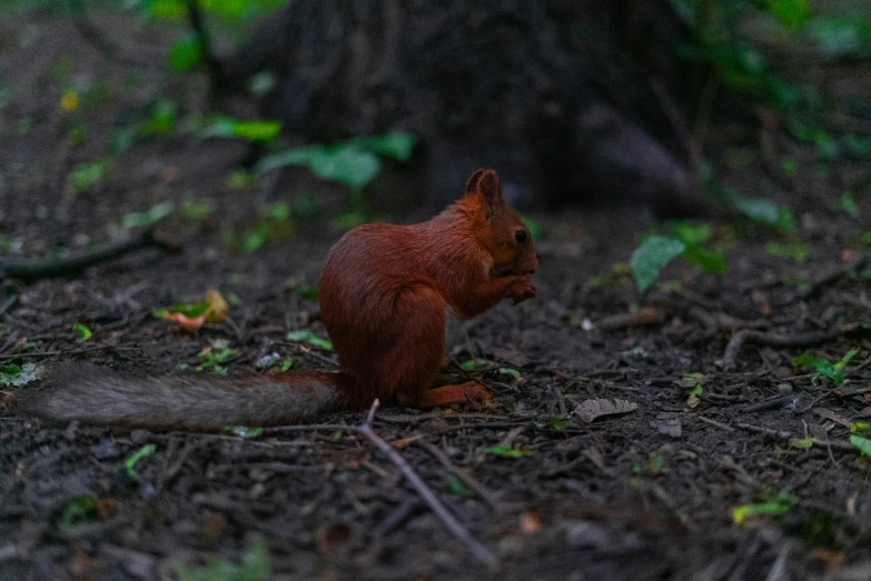 an image of a squirrel in the woods