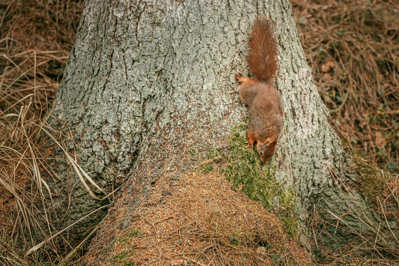 an animal standing in the grass near a tree